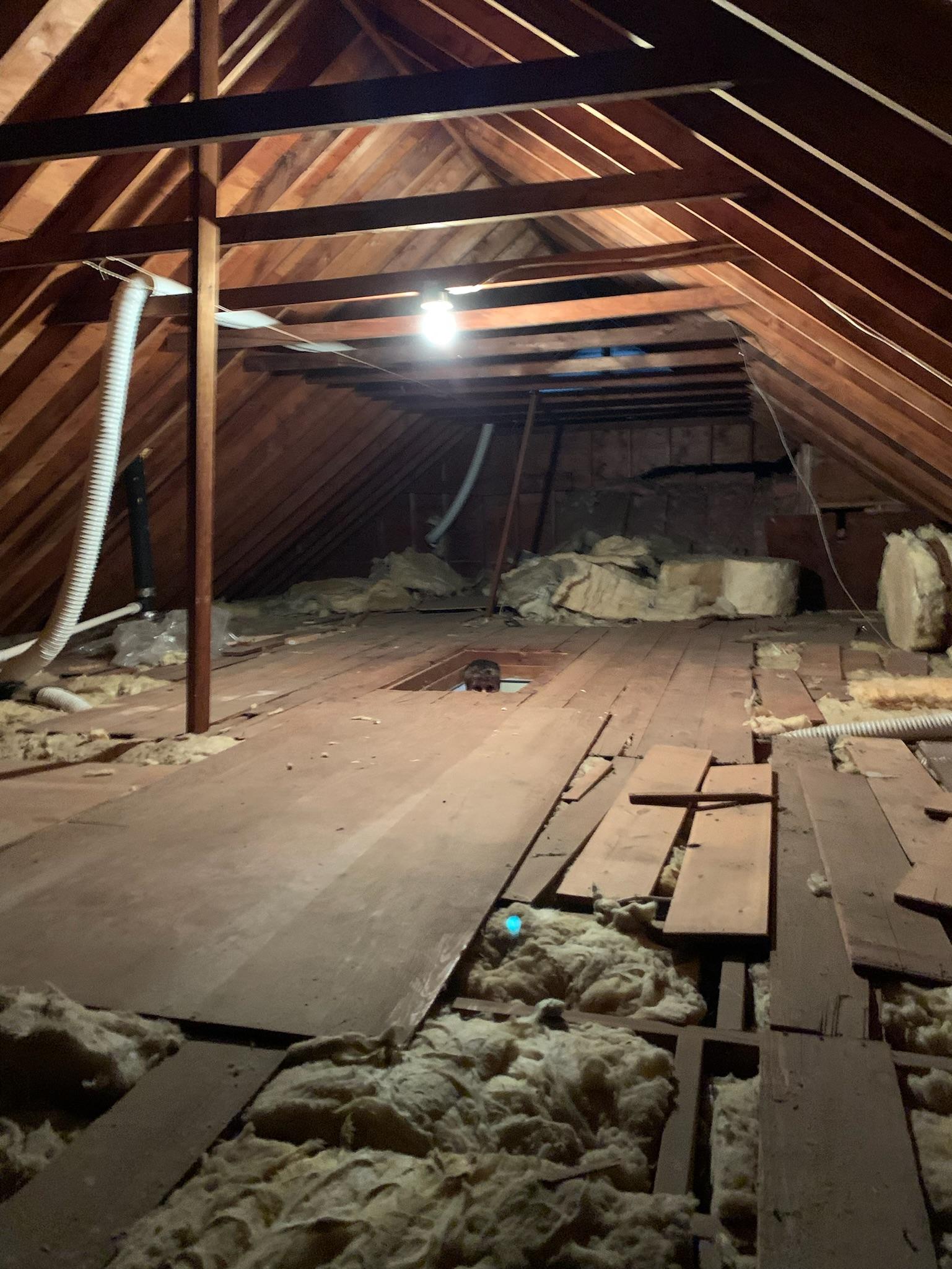 Mark Yurkofsky attic cleaning picture 2